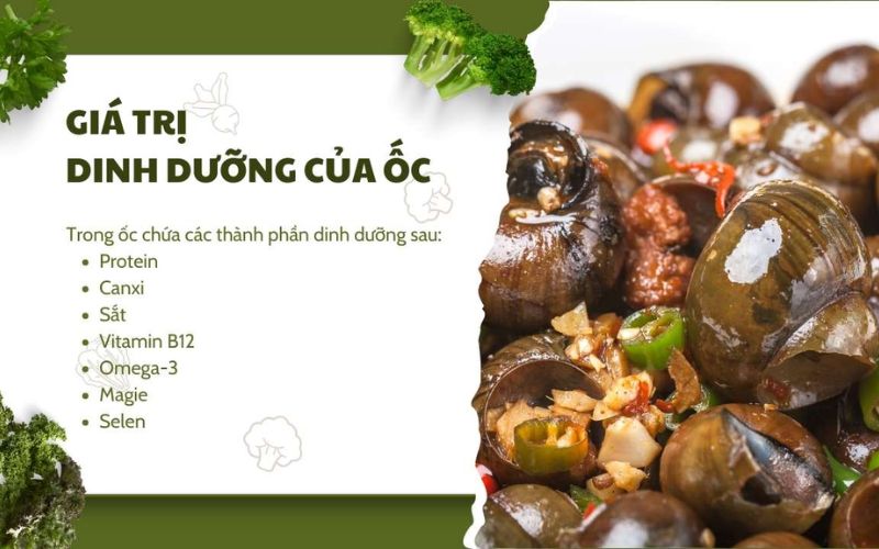 Ốc là nguồn protein dồi dào tốt cho sức khỏe